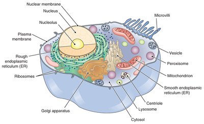 Eukaryotic cell illustration