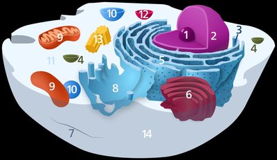 Sectioned eukaryotic cell with labeled organelles