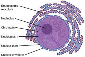 Section of the nucleus with labeled structures