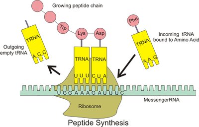 Peptide synthesis on ribosome