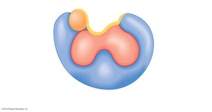 Diagram of enzyme structure with apoenzyme, cofactor, and active site