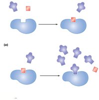 Diagram showing competitive inhibition at the enzyme active site