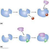 Diagram showing allosteric inhibition of an enzyme