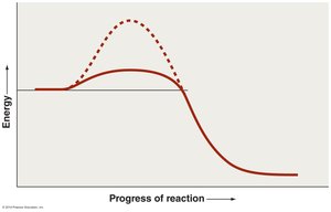 Graph showing activation energy with and without enzyme