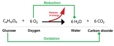 Redox reaction in cellular respiration