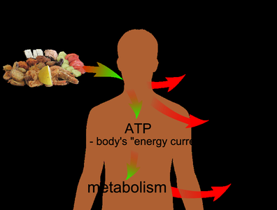 ATP and metabolism energy flow