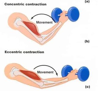 Muscle contraction as mechanical energy