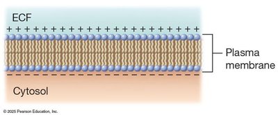Membrane potential: distribution of charges across the plasma membrane