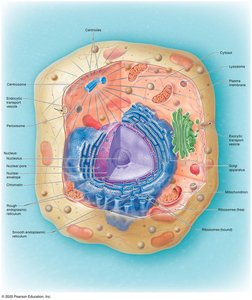 The cell and its organelles