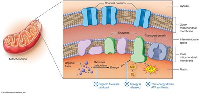 Function of the mitochondrion: ATP synthesis