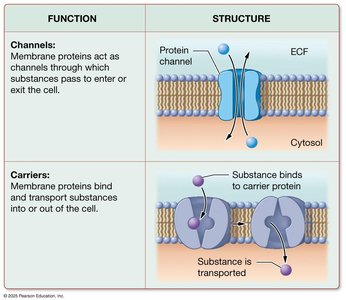 Functions and structures of membrane channels and carriers