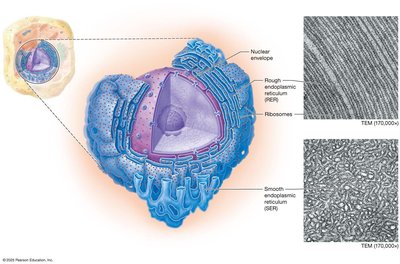 Endoplasmic reticulum: rough and smooth