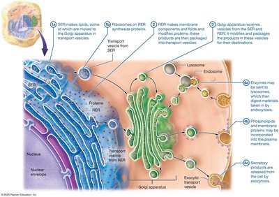 Function of the endomembrane system
