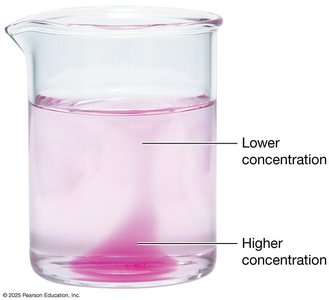 Diffusion: movement from higher to lower concentration