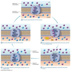 Primary active transport: sodium-potassium pump