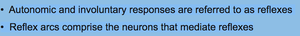 Autonomic and involuntary responses are referred to as reflexes. Reflex arcs comprise the neurons that mediate reflexes.