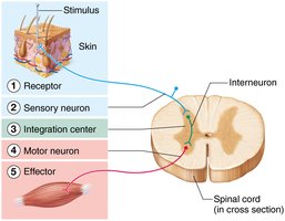 Diagram of a reflex arc showing receptor, sensory neuron, integration center, motor neuron, and effector.