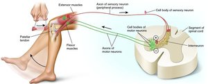 Diagram of the patellar reflex arc