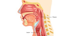 Anatomy of the pharynx and larynx