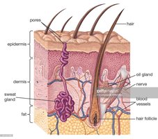 Diagram of skin layers and accessory structures
