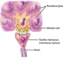 Merkel cell and tactile disk structure