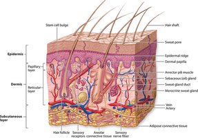 Basement membrane and dermal-epidermal junction