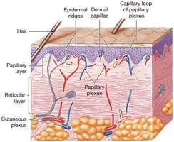 Pacinian corpuscle in reticular layer