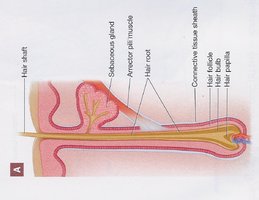 Arrector pili muscle attached to hair follicle