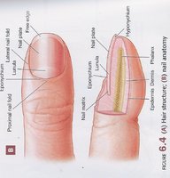 Nail anatomy including cuticle, lunula, and matrix