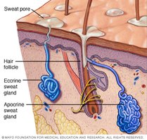 Sweat gland structure