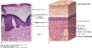 Histological and anatomical diagram of skin layers