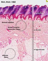 Thick skin histology with dermal papillae