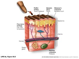 Sensory receptors in the skin