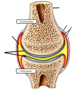 Diagram of a synovial joint showing labeled structures