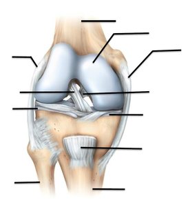 Anterior view of the knee joint with major ligaments and bones