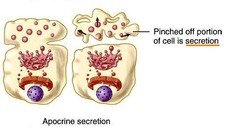 Apocrine secretion
