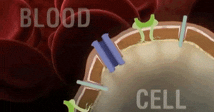 Epithelial tissue structure