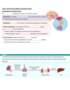 Hypothalamic-hypophyseal portal system