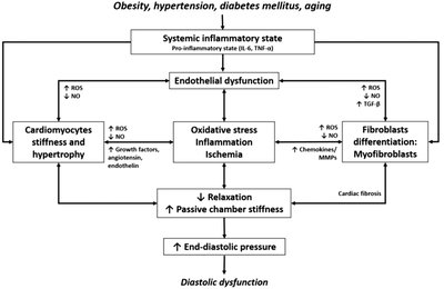 Pathophysiology flowchart of diastolic dysfunction in HFpEF