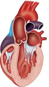 Echocardiographic features of HCM