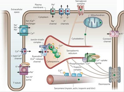 Calcium handling in cardiac myocytes