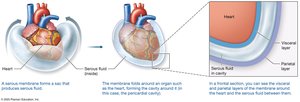 Serous membranes of the heart
