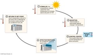 Negative feedback loop: control of room temperature