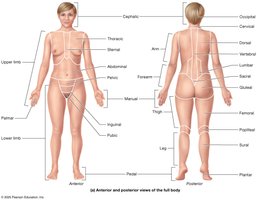 Regions of the body
