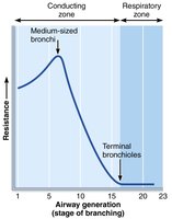 Airway resistance in different airway generations