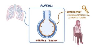 Surfactant reduces alveolar surface tension