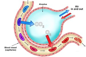 Lung surface area compared to tennis court