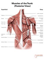 Posterior view of trunk muscles