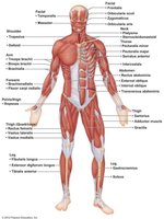 Posterior view of leg muscles