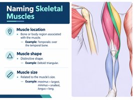 Naming Skeletal Muscles: location, shape, size